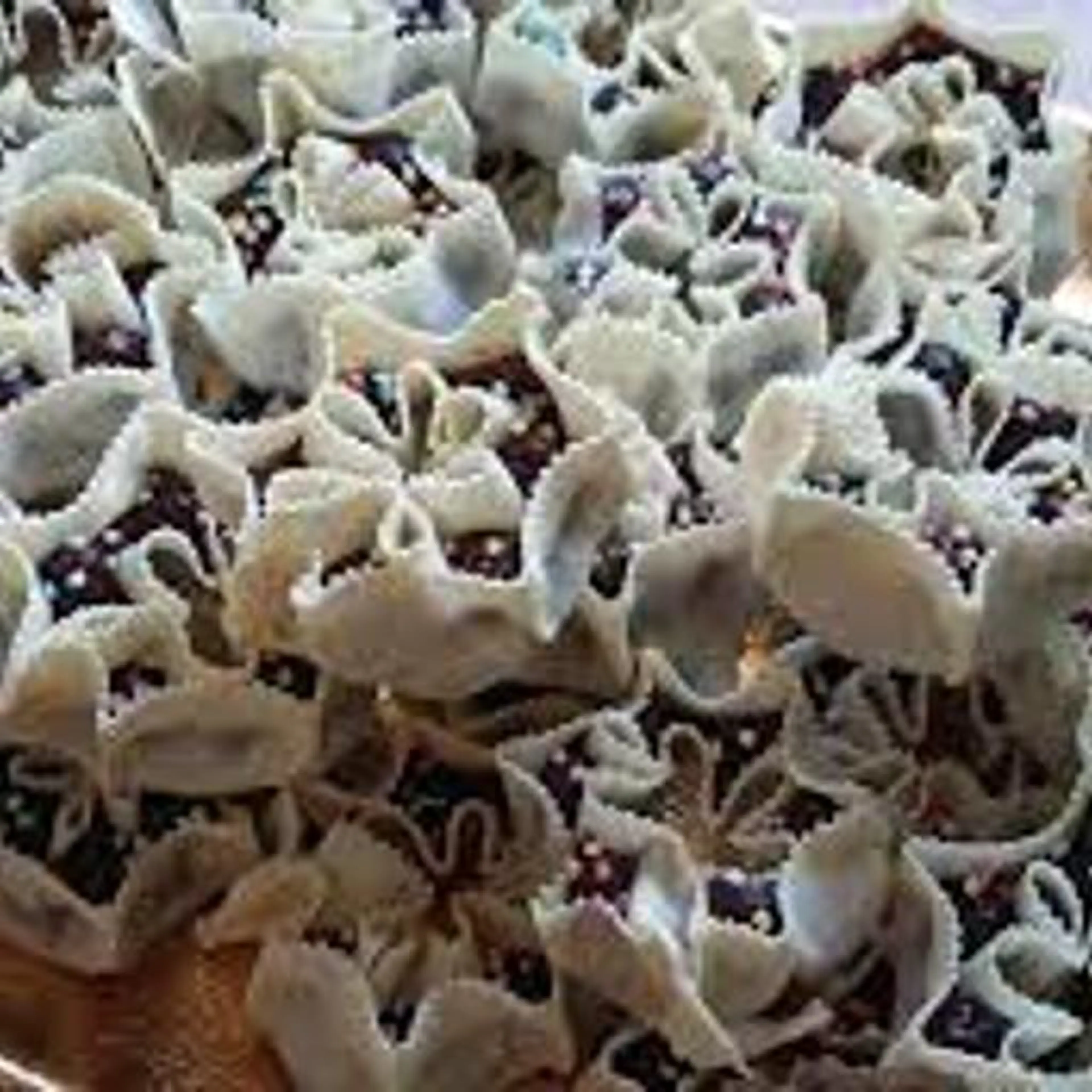 Ziriccas De Saba