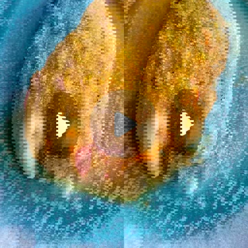 Stuffed Chicken Bundles