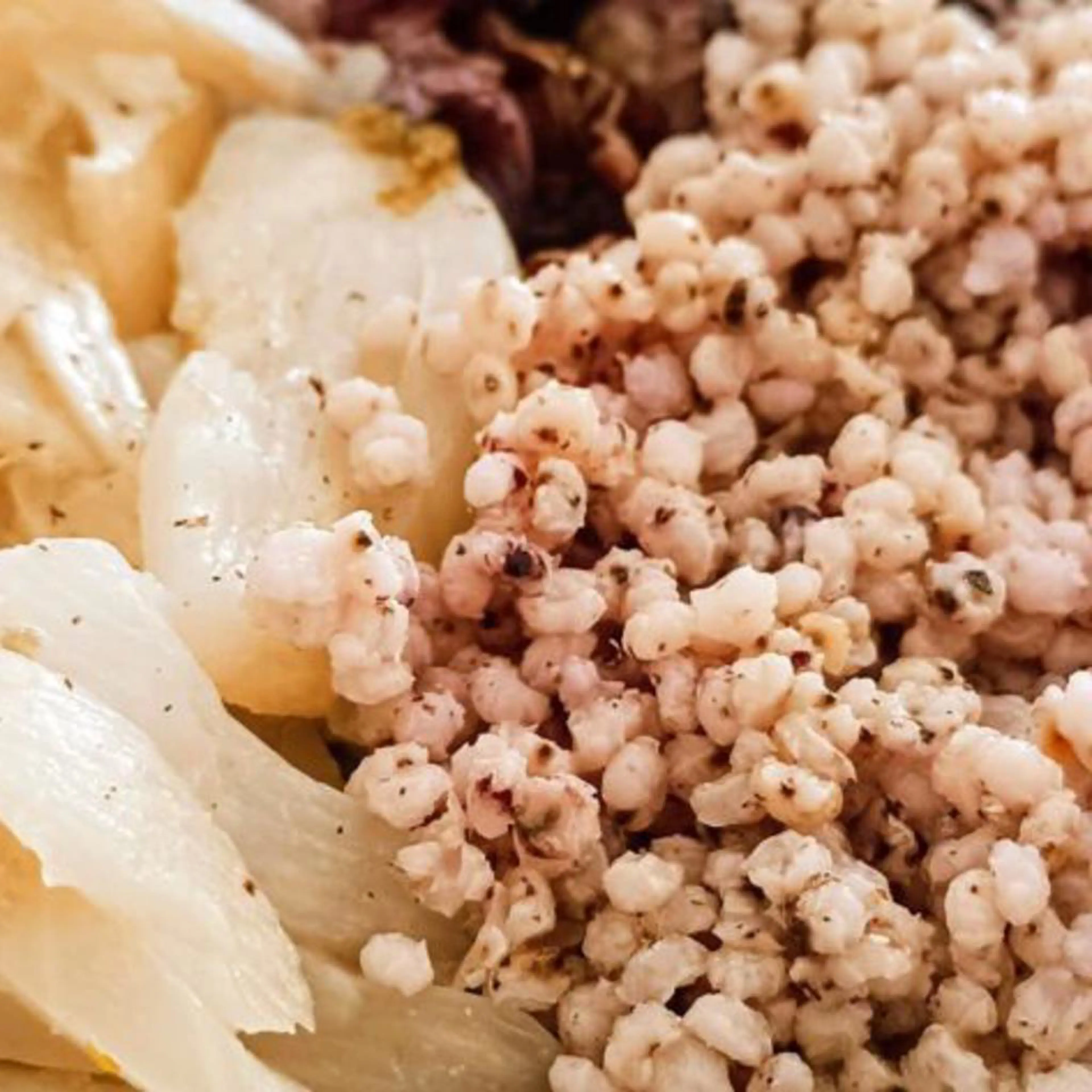 Sorghum, fennel and radicchio