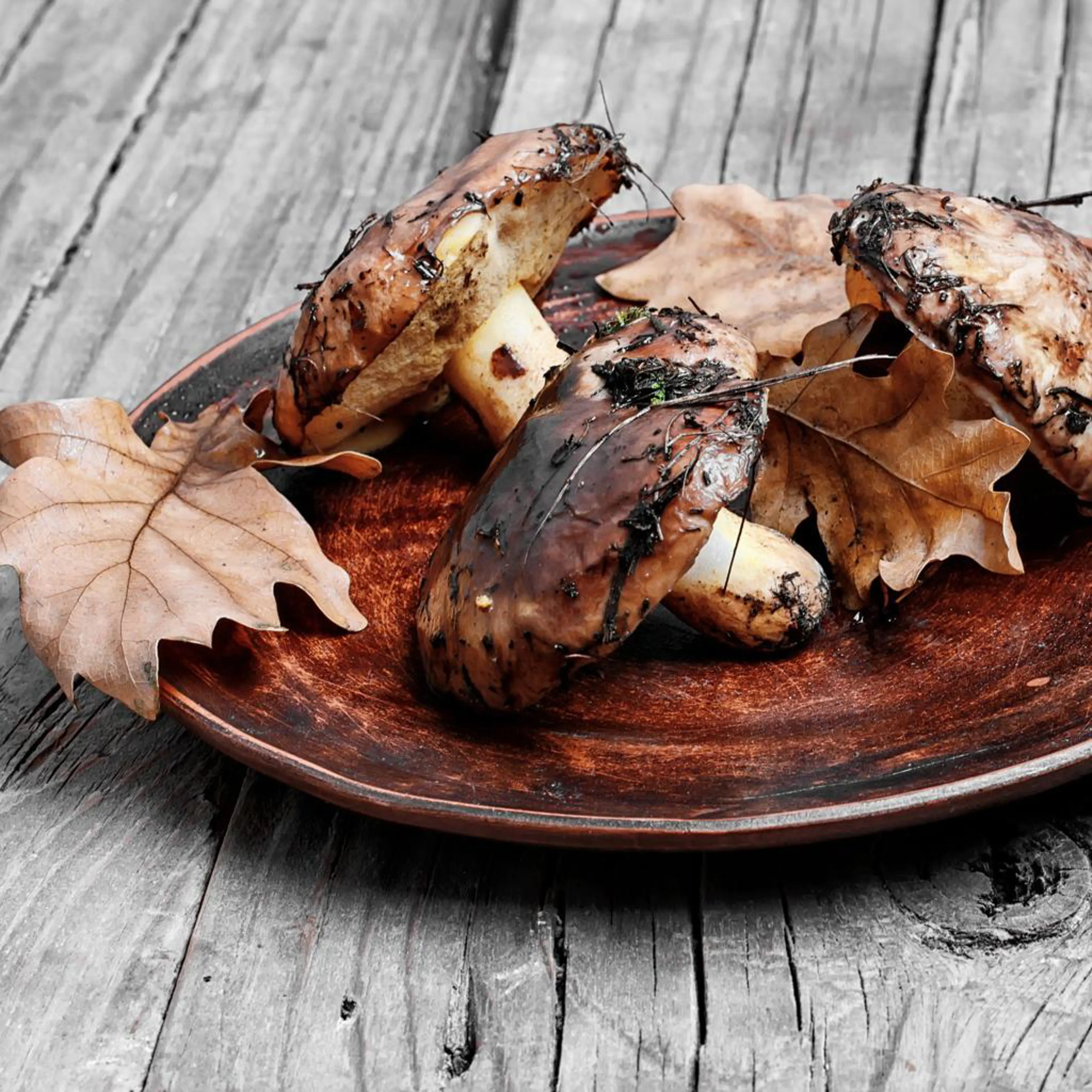 Sombreros de boletus