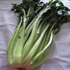Chicory in the Pan