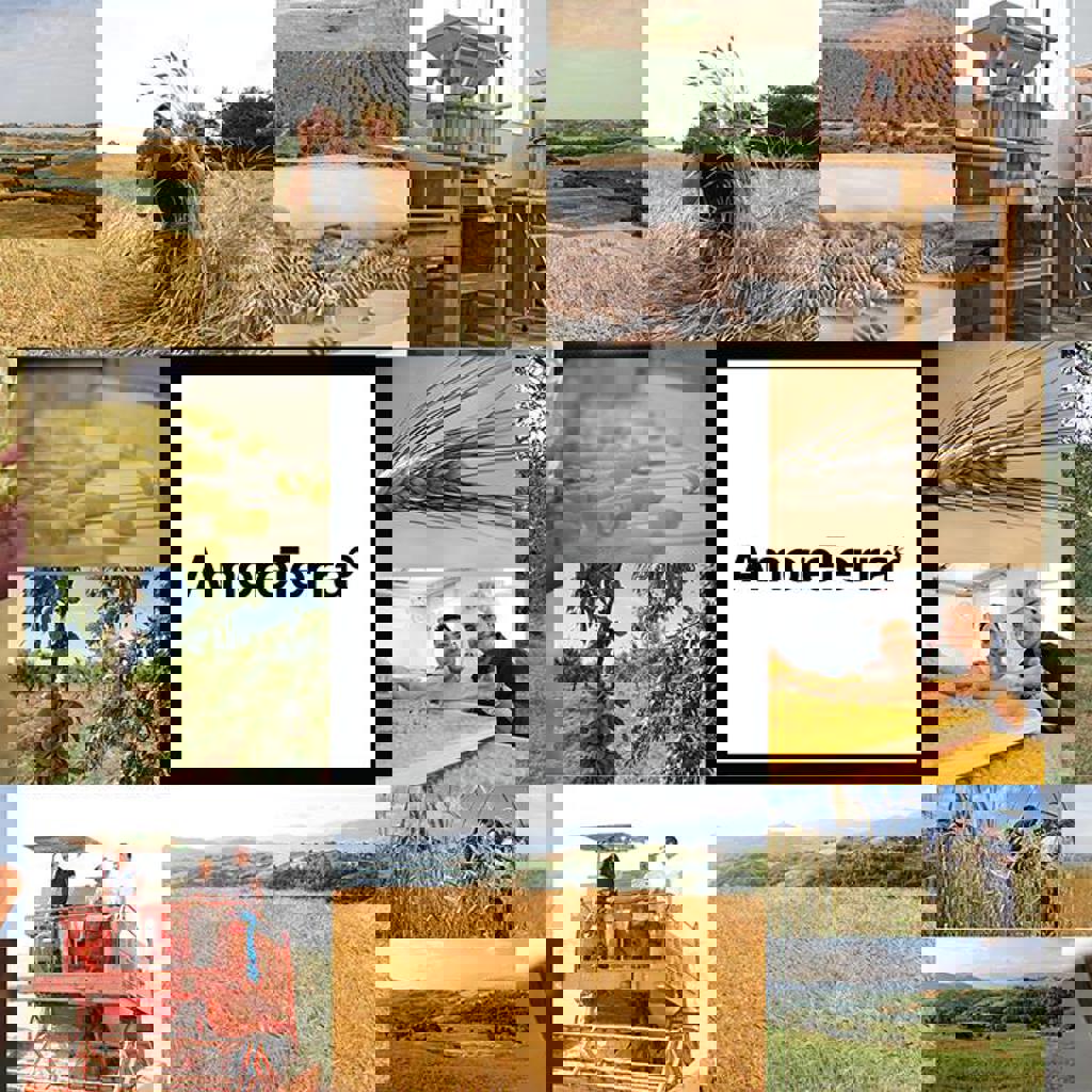 AmoreTerra shop